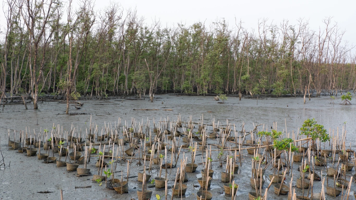 Mangrove restoration